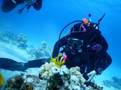 PADI Open Water  diver