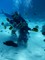 Padi Scuba diver's photo